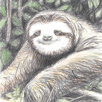 LouiseDennisIllustration - Handcoloured - pencildrawing - sloth